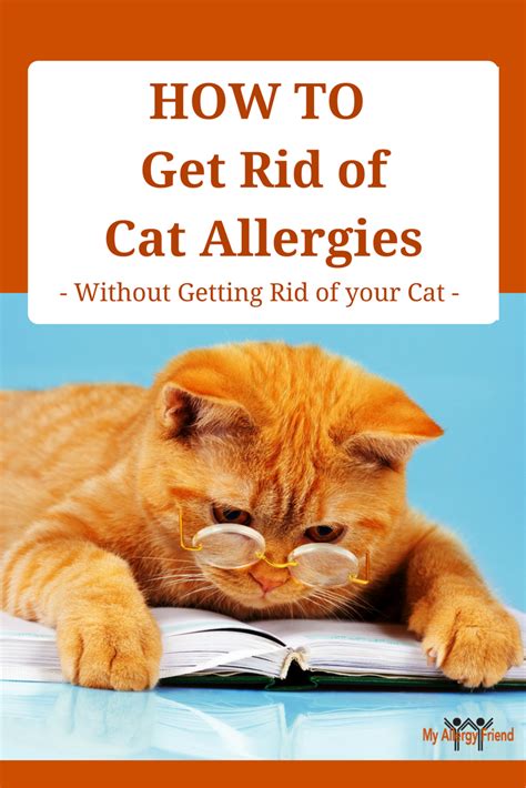 What To Treat Your Cat Allergies Even If You Own A Cat This Post