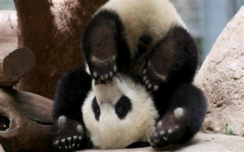 Panda Pandas Baer Bears Baby Cute 72 Wallpaper 1920x1200 364497