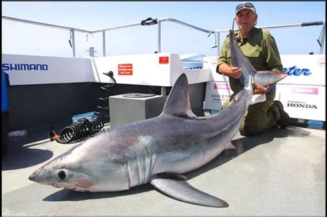 Porbeagle Shark Caught By George Woodward Off Pembrokeshire Coast Wales Online