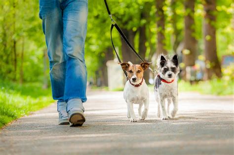 Pet Walking Petpipers