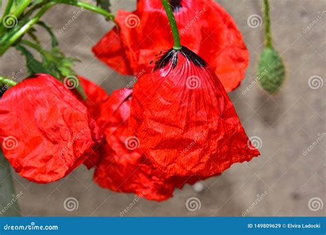 Beautiful Red Poppy Close Up In The Sunshine Stock Image Image Of