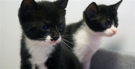 Black And White Cat And Her Kittens Saved By Kind Hearted