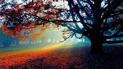 Morning Autumn Forest Wallpapers Wallpaper Cave