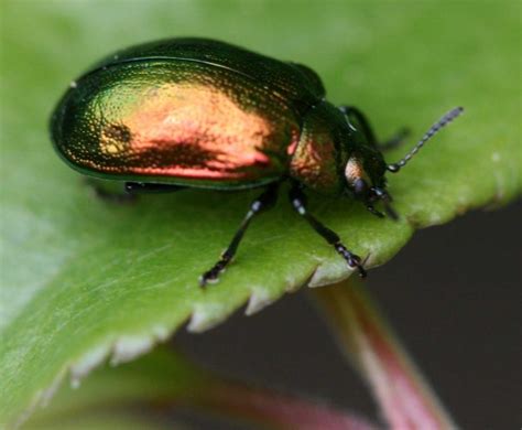 Leaf Beetle Learn About Nature