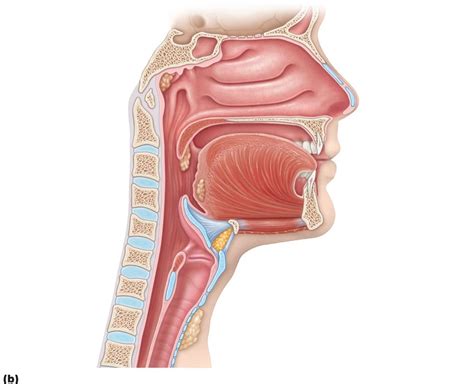 223b The Upper Respiratory Tract Diagram Quizlet