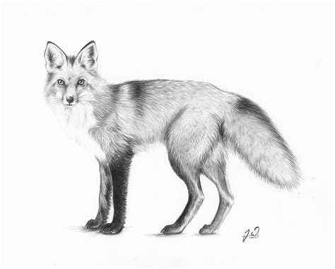 Idea By Ellen Bounds On Graphite Pencil Drawings Of Fox Fox Drawing