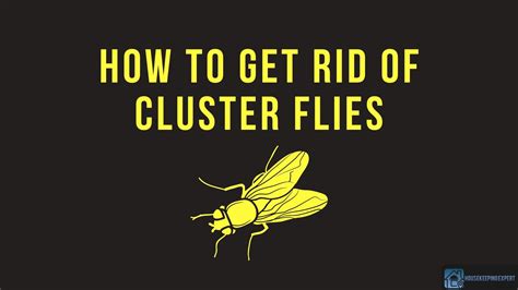 How To Get Rid Of Cluster Flies 5 Effective Ways