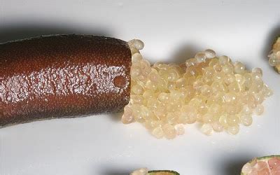 The usda now allows our nursery to ship out of state. Genetic Jungle: Wine me, dine me, finger lime me