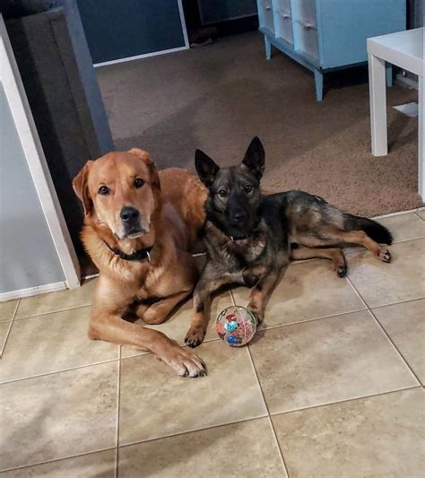 Home — Brandon Boarding Kennel