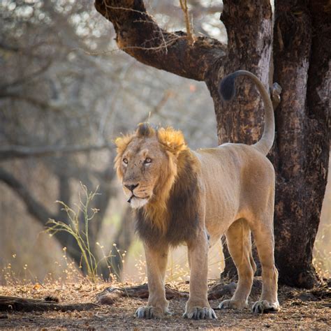 Gujarat Govt Tells Court About Actions Taken to Prevent Lion Deaths 