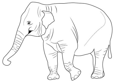 Detail Sketsa Gambar Hewan Gajah Koleksi Nomer 2