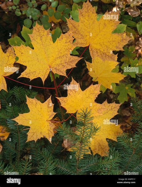 Big Leaf Maple Acer Macrophyllum Leaves On Forest Floor Mt Hood