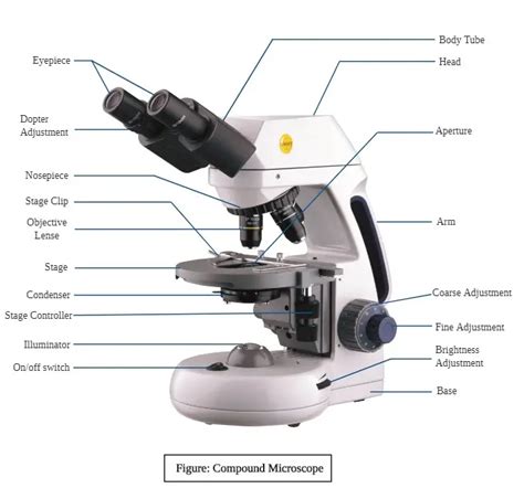 Compound Microscope Parts Diagram Definition Application Working