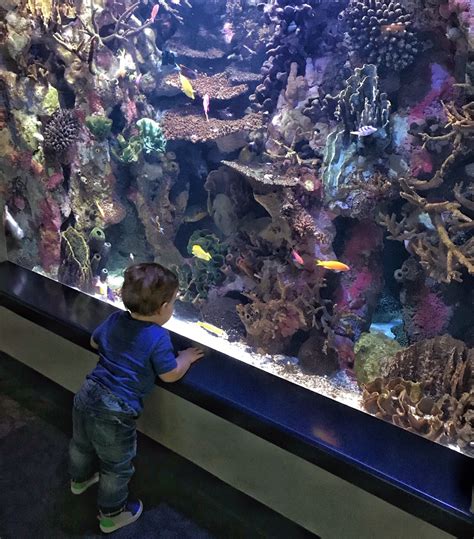 7 Reasons To Visit The Pittsburgh Zoo And Ppg Aquarium Toddling Traveler