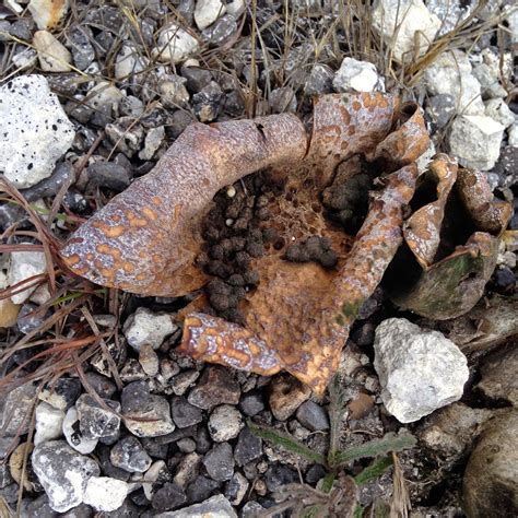 The soil that our lawns grow in contains lots of different types of fungus. A Blog From The Bog: The Grass is Always Greener In the ...