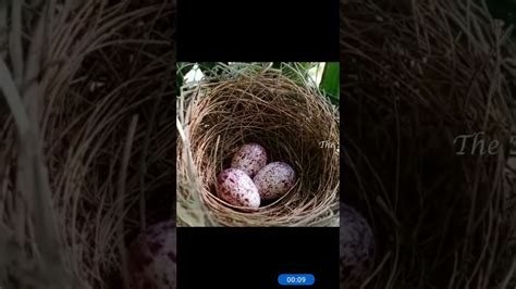 Nesting Habits Of 🐦 Birds Youtube