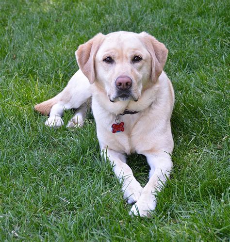 Such A Serious Face Yellow Labrador Retriever Labradoryellow Lab