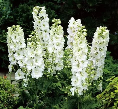 Delphinium Cultorum Magic Fountais Pure White Zahradní Centrum