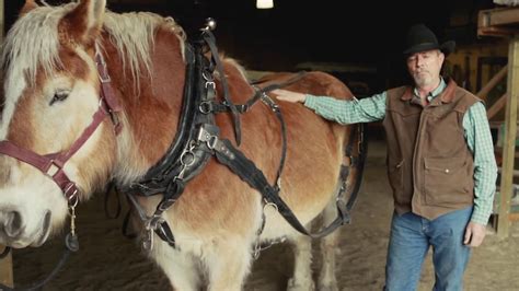 Harness Demo Draft Horses Youtube