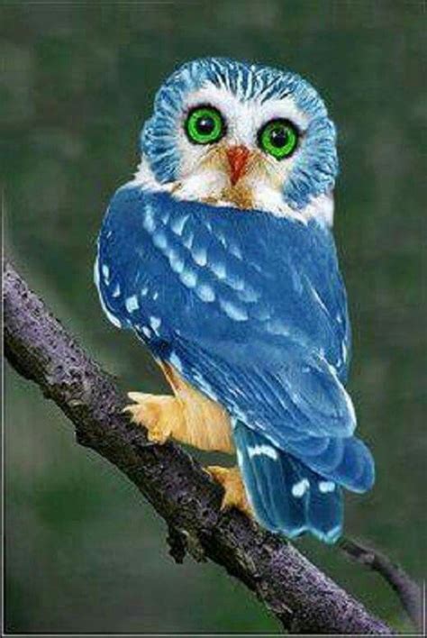 Blue Owl A Rare Breed Of Owl From The Philippines Only 250 Of This