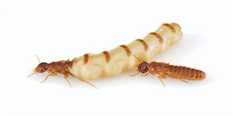 Termite Queen Facts About The Termite Queen