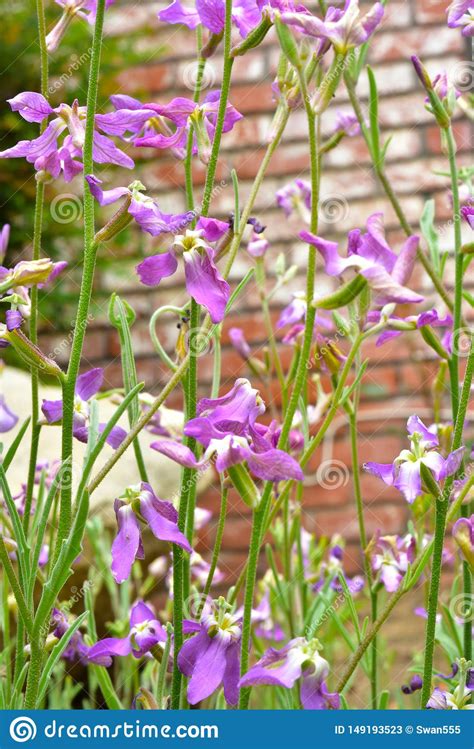 Matthiola Longipetala Known As Night Scented Stock Or Evening Stock