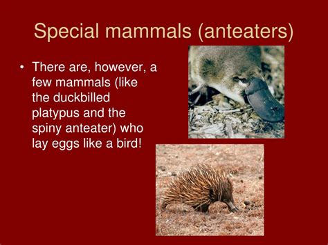Ppt Mammals Powerpoint Presentation Free Download Id8574538