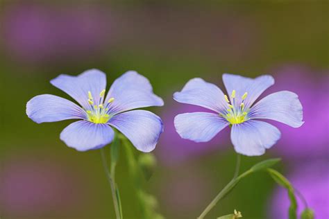 Wild Blue Flax Flowers Linum Lewisii Photograph By Adam Jones