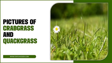 Pictures Of Crabgrass And Quackgrass A Visual Guide