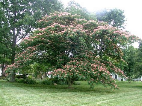 34 Fast Growing Shade Trees That Are Summer Approved Fast Growing