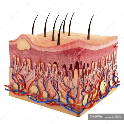 Anatomy Of Human Skin Biology Artery Stock Photo 160226970