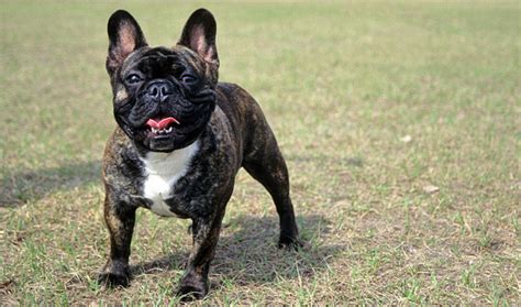 12 inches (30 cm) there are two weight classes of french bulldog: French Bulldog Dog Breed Information and Photos