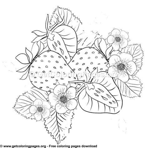 Top 5 Strawberry Plant Coloring Page Terbaru 2021 Buku Gambar Mewarnai