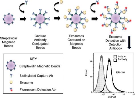 Evaluation Of Exosome Proteins By On Bead Flow Cytometry Exosome Rna