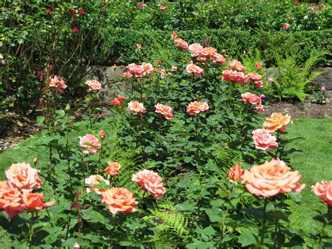 Once planted by the thousands along the streets of portland, this rose earned portland the name 'city of roses.'. 'Sunset Celebration' roses at the International Rose Test ...