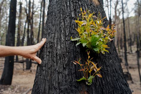 Australias Fire Ravaged Forests Are Recovering Ecologists Hope It