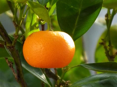 10 Different Types Of Oranges With Images Asian Recipe
