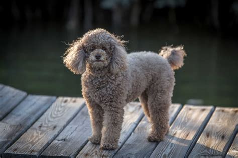 Miniature Poodle Dog Breed Everything About Mini Poodles