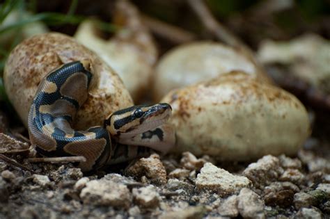 Todo Lo Que Debes Saber Sobre Los Huevos De Serpiente 10 Fotos