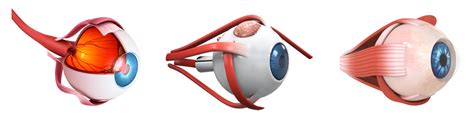 Adult Eye Muscle Surgery Saratoga Ophthalmology