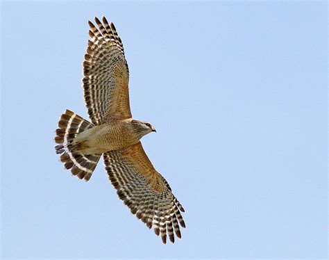 Red Shouldered Hawk In Flight Photographed In The Everglad Flickr