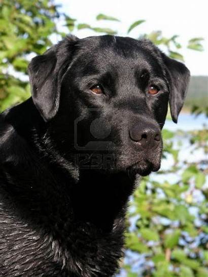 Labrador Retriever Dogs Dog