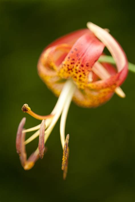 Morning Eye Candy Lilium Plant Talk