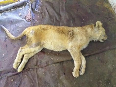 Dead Lion Cubs Found In Freezer At Cruel Canned Hunting Farm