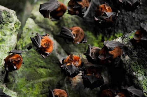 Pin On Bats The Chiroptera Clan