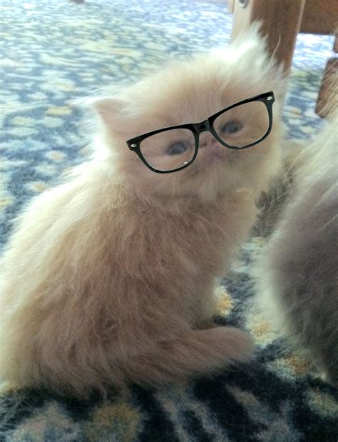 Nerd Kitten Square Glass Rectangle Glass Kitten