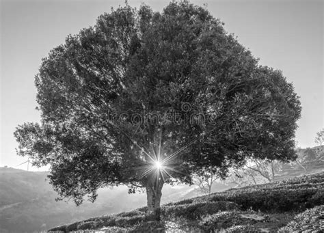 Morning Landscape By The Old Tree When The Sunlight Penetrates Stock