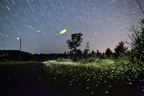 5 / 5 30 мнений. Fairytale Fireflies of New York