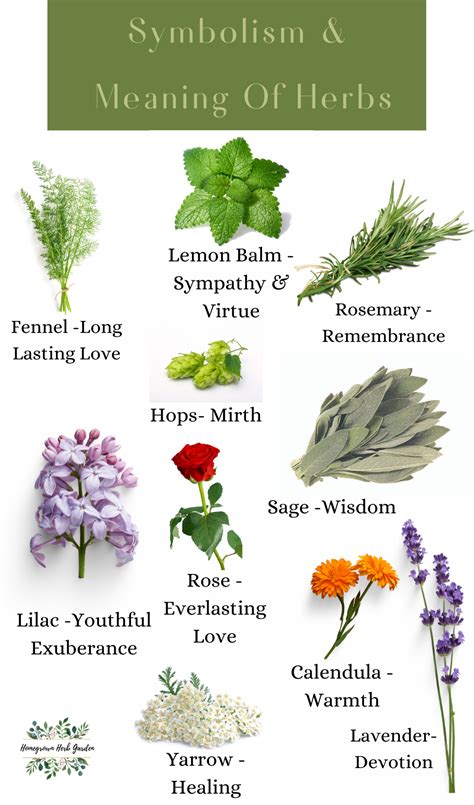 Frond The Meaning And Etymology Of Herbs And Flowers Lilac Hops Rose Calendula Lavender