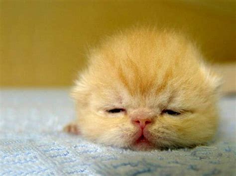 Learn how baby kittens grow: newborn kitten - Newtown Square Veterinary Hospital